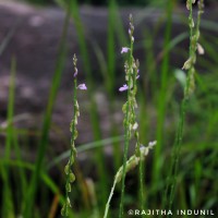 Polygala longifolia Poir.