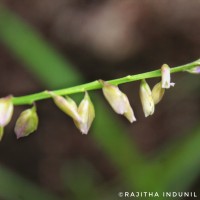 Polygala longifolia Poir.