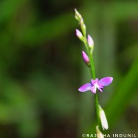 Polygala longifolia Poir.