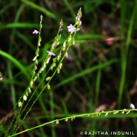 Polygala longifolia Poir.