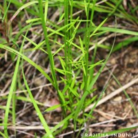 <i>Polygala longifolia</i>  Poir.