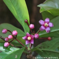 Ardisia solanacea Roxb.