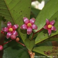 Ardisia solanacea Roxb.