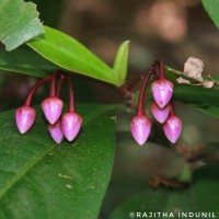 Ardisia solanacea Roxb.