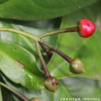 Ardisia solanacea Roxb.