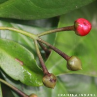 Ardisia solanacea Roxb.