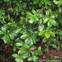 Ardisia solanacea Roxb.