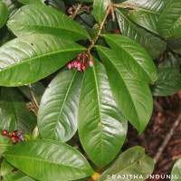 Ardisia solanacea Roxb.