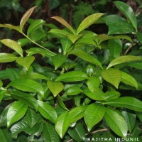Ardisia solanacea Roxb.