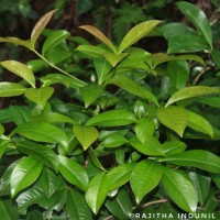 Ardisia solanacea Roxb.