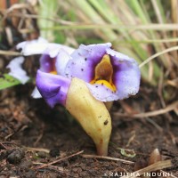 Aeginetia acaulis (Roxb.) Walp.