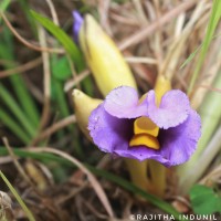 Aeginetia acaulis (Roxb.) Walp.