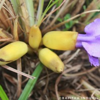 Aeginetia acaulis (Roxb.) Walp.