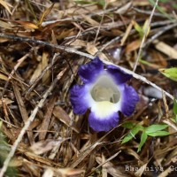 Christisonia subacaulis (Benth.) Gardner