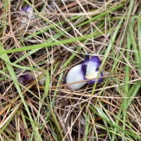 Christisonia subacaulis (Benth.) Gardner