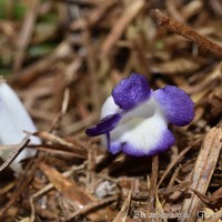 Christisonia subacaulis (Benth.) Gardner