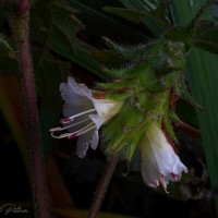 Strobilanthes vestita Nees