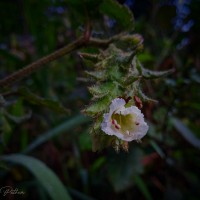 Strobilanthes vestita Nees