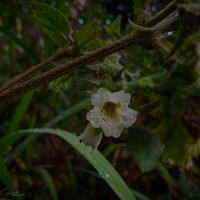 Strobilanthes vestita Nees