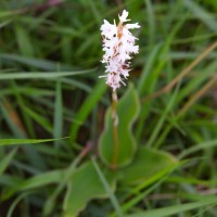 Peristylus trimenii (Hook.f.) Abeyw.