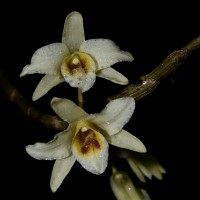 Dendrobium heterocarpum Wall. ex Lindl.