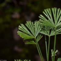 Actiniopteris radiata  (Sw.) Link