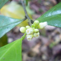 Dichapetalum gelonioides (Roxb.) Engl.