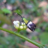 Dichapetalum gelonioides (Roxb.) Engl.