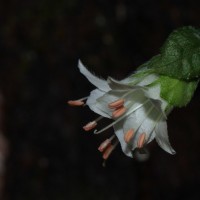 Strobilanthes arnottiana Nees