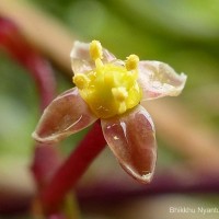 Cissus gardneri Thwaites