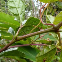 Cissus gardneri Thwaites