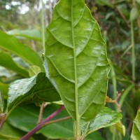 Cissus gardneri Thwaites