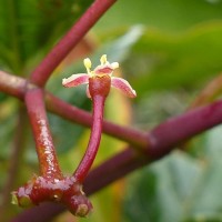 Cissus gardneri Thwaites