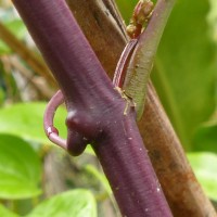 Cissus gardneri Thwaites