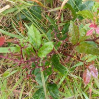 Cissus gardneri Thwaites