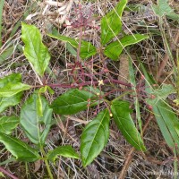 Cissus gardneri Thwaites
