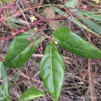 Cissus gardneri Thwaites