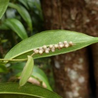 Pothos remotiflorus Hook.