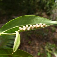 Pothos remotiflorus Hook.