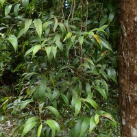 Pothos remotiflorus Hook.