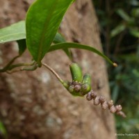 Pothos remotiflorus Hook.