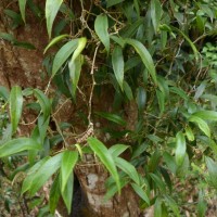 Pothos remotiflorus Hook.