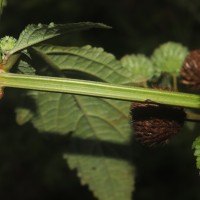 Hyptis capitata Jacq.