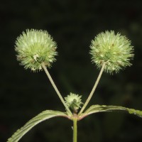 Hyptis capitata Jacq.