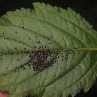 Hyptis capitata Jacq.