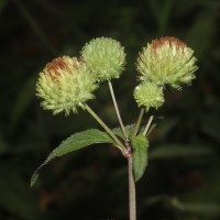 Hyptis capitata Jacq.