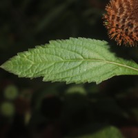 Hyptis capitata Jacq.