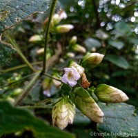 <i>Strobilanthes glandulata</i> Nilanthi et al.