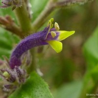 Gymnostachyum paniculatum T.Anderson