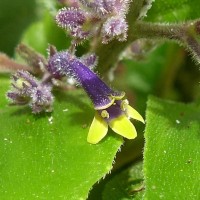 Gymnostachyum paniculatum T.Anderson